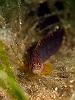 Pholis gunnellus